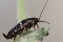 Une larve de blatte (Dyctyoptre - Blattellidae - Ectobius sp.)